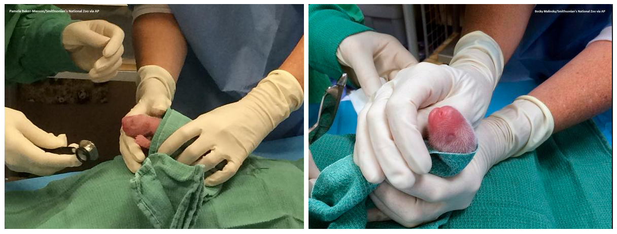 PANDA GIGANTE, NATI DUE CUCCIOLI NELLO ZOO DI WASHINGTON DC