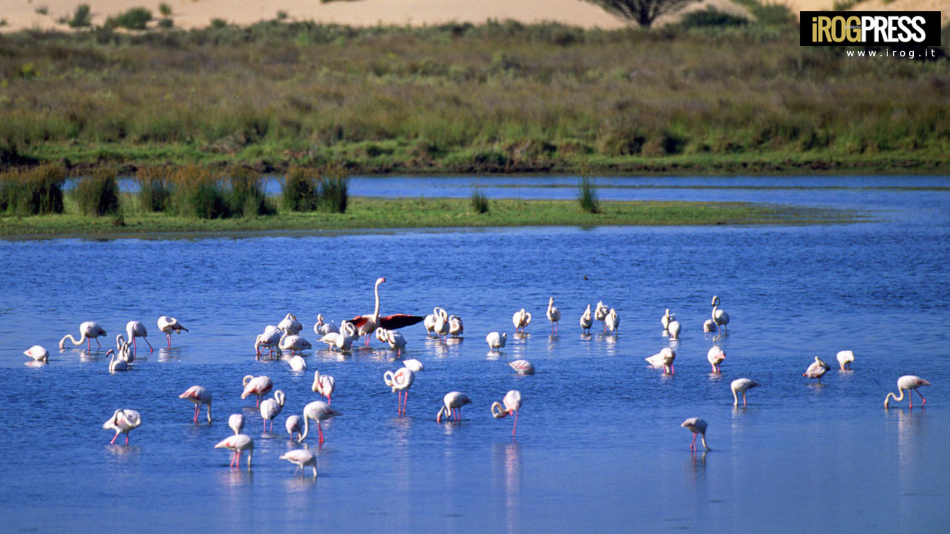 BILANCIO DEL 2016: PER L&#8217;AMBIENTE PIÙ OMBRE CHE LUCI
