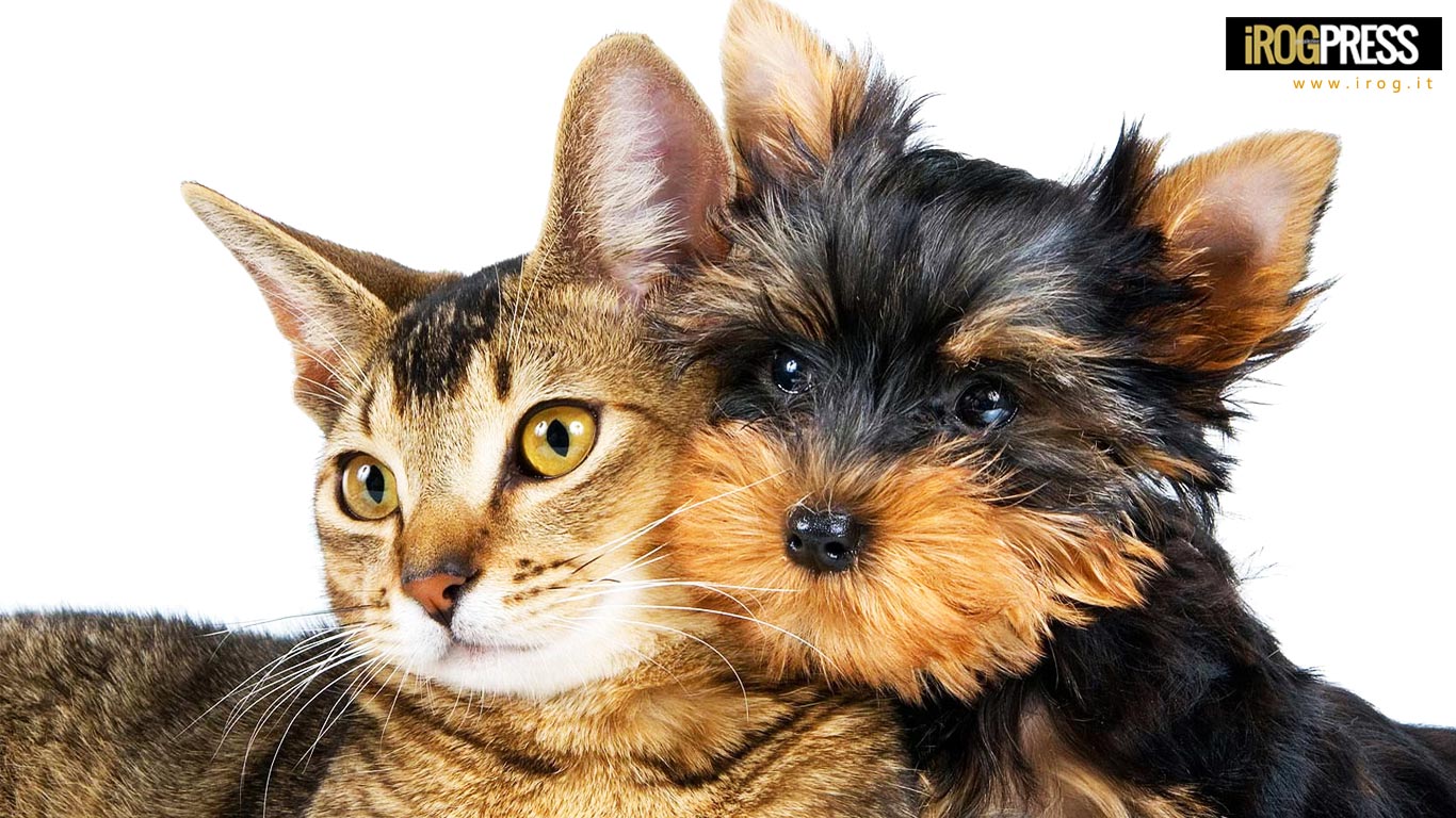 CAMERA DEI DEPUTATI: “NASCE DOTTOR BAU & DOTTOR MIAO, LA PRIMA MUTUA SANITARIA PER CANI E GATTI“