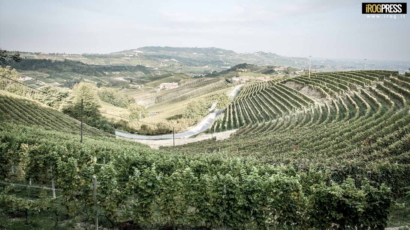 iFOODQ, IL PRIMO FOOD QUALITY WEB HUB ITALIANO