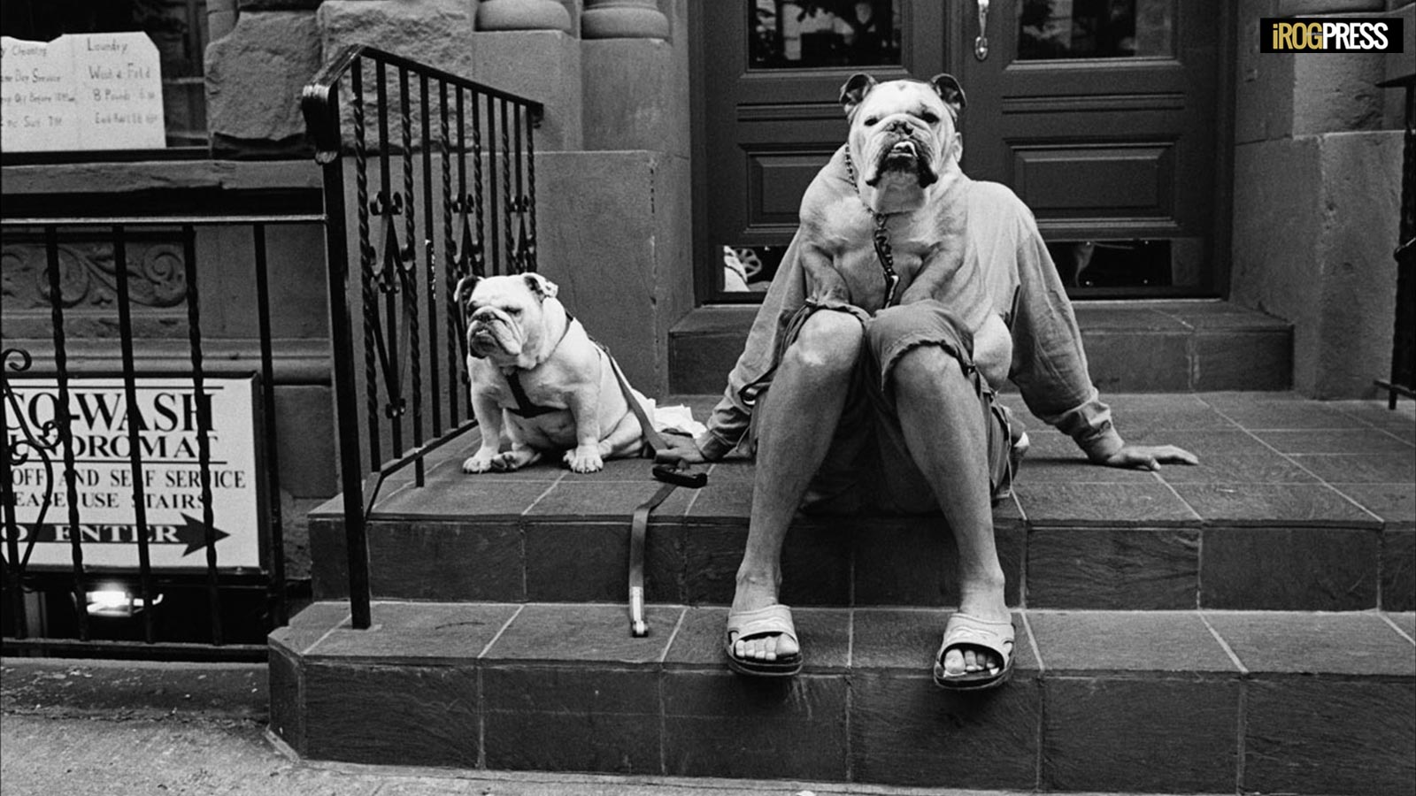 ELLIOTT ERWITT: I CANI SONO COME GLI UMANI, SOLO CON PIÙ CAPELLI