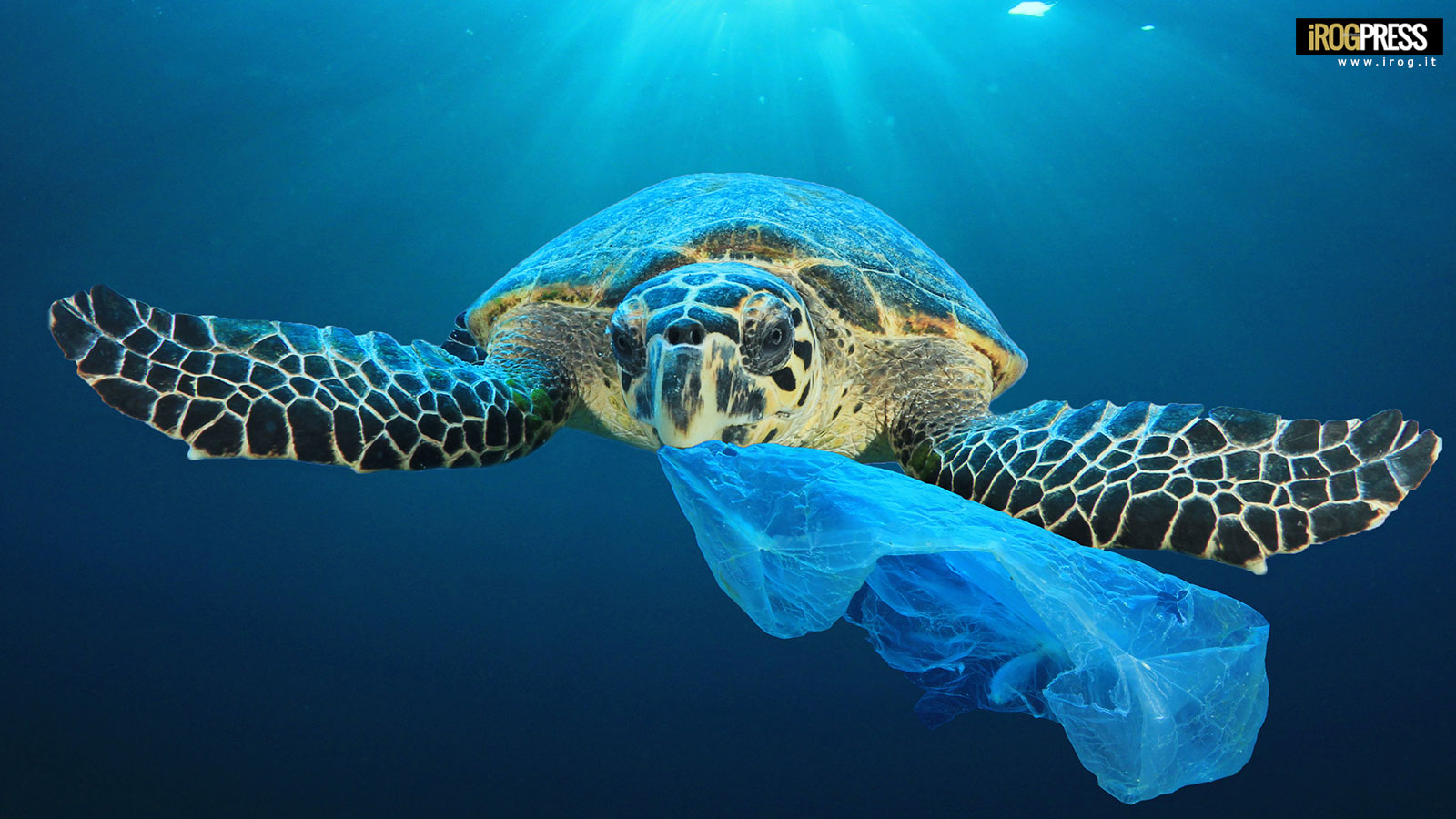 PLASTICAD’A-MARE: IL WEEKEND ECO PLASTIC FREE DI OSTIA