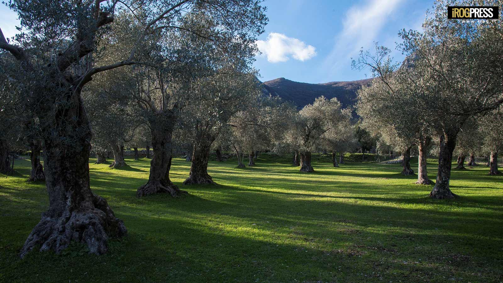 CAMMINATA TRA GLI OLIVI, ORA SONO 124 LE CITTÀ DELL’OLIO
