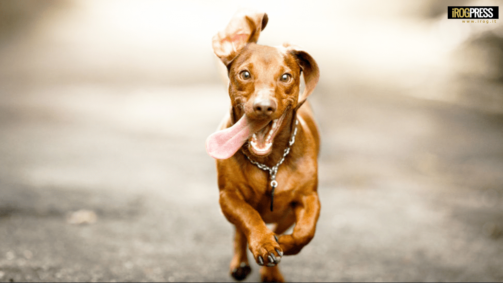 PADOVA, CORSO DI FORMAZIONE E “PATENTINO” PER PROPRIETARI DI CANI