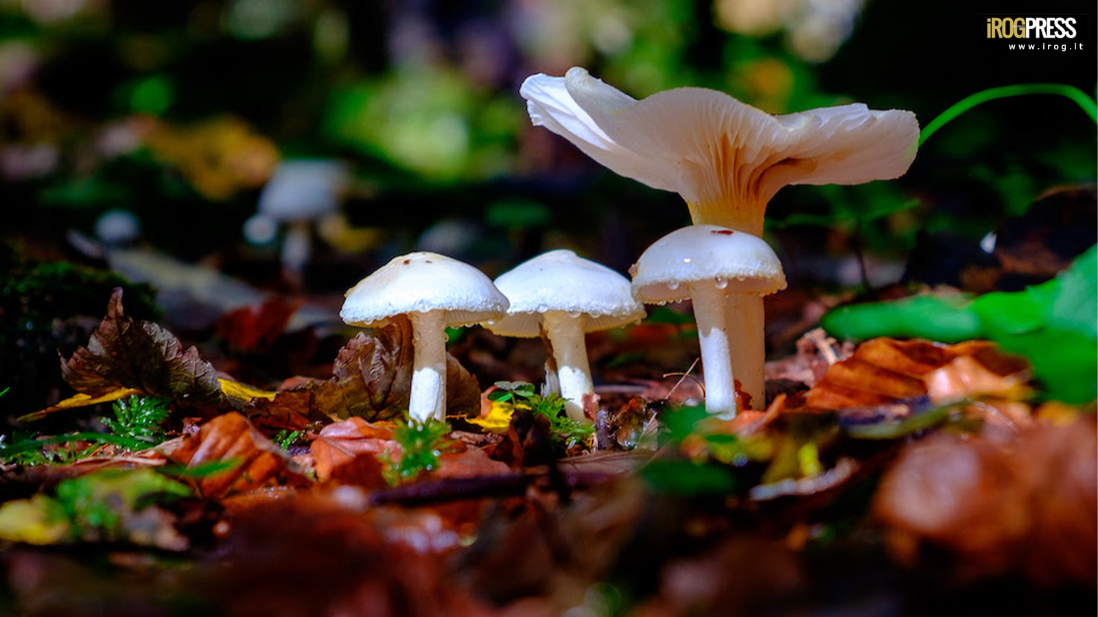 DAL TRENTINO ALLA SICILIA, LE PIÙ BELLE FORESTE D’ITALIA: PEFC PREMIA CONCORSO FOTOGRAFICO 2020