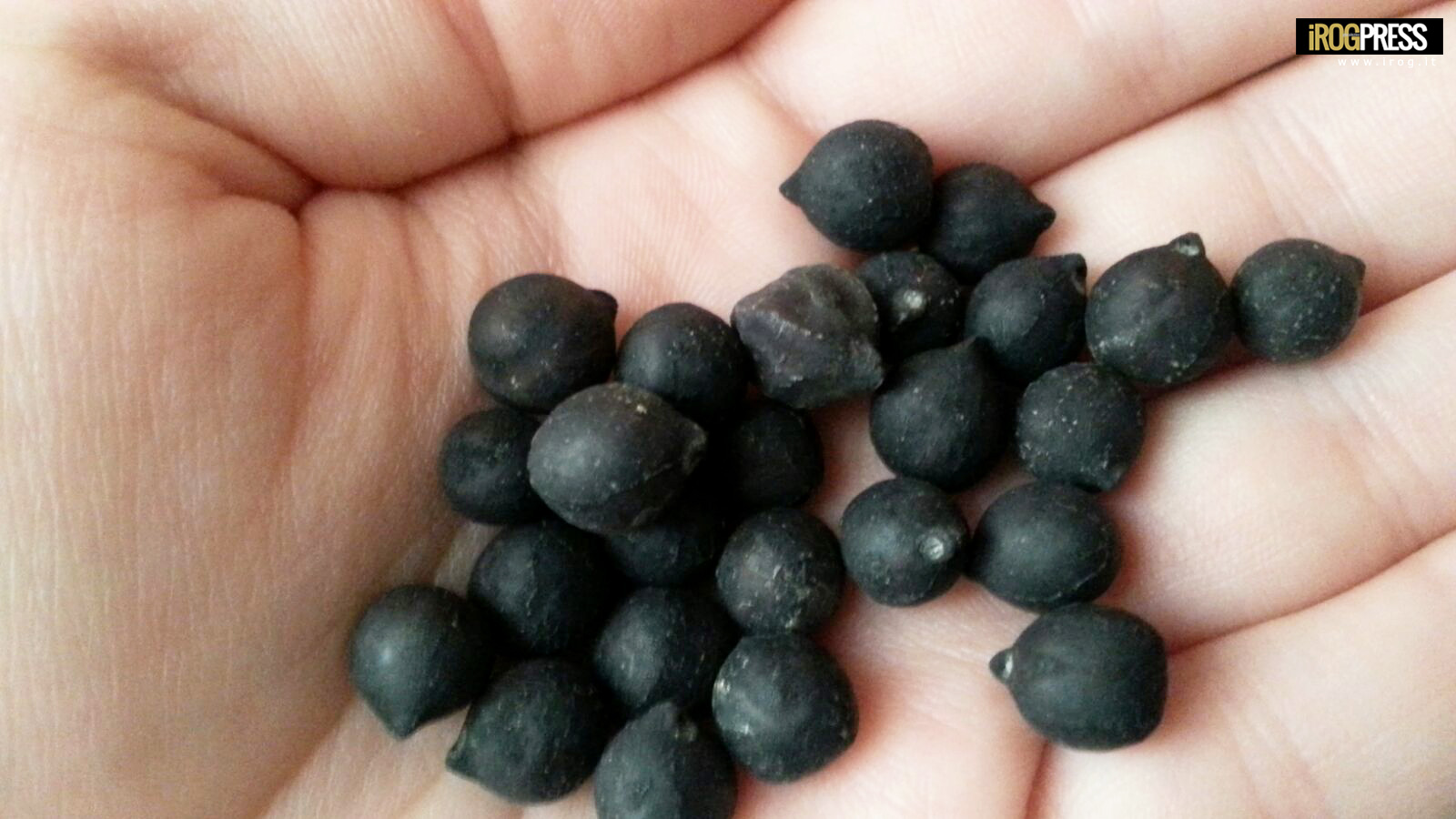 DALLA PUGLIA UN NUOVO PRESIDIO SLOW FOOD: I CECI LISCI DI CASSANO DELLE MURGE