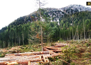 TERZO ANNIVERSARIO TEMPESTA VAIA IN VENETO. ZAIA, “MAI VISTO PRIMA NIENTE DI SIMILE. FIERI DI QUANTO FATTO E FAREMO”