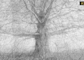 MOSTRA A PADOVA “… MI ABBRACCIANO, GLI ALBERI !” DEL FOTOGRAFO LUCA ZAMPINI