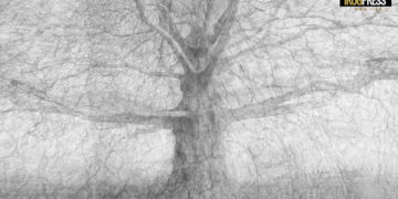 MOSTRA A PADOVA “… MI ABBRACCIANO, GLI ALBERI !” DEL FOTOGRAFO LUCA ZAMPINI