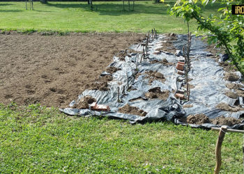 VENETO, APPROVATE MODIFICHE AL BANDO APERTO PER IL RISPARMIO IDRICO IN AGRICOLTURA