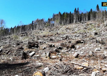 IL BOSCO DEGLI 800 ANNI DELL’UNIVERSITÀ DI PADOVA