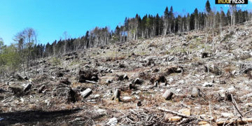 IL BOSCO DEGLI 800 ANNI DELL’UNIVERSITÀ DI PADOVA