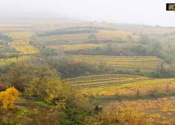 VIGNETO VENETO IN SALUTE MA PREOCCUPA SICCITA’. ATTENZIONE ALLA FLAVESCENZA DORATA