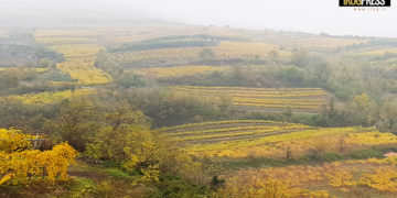 VIGNETO VENETO IN SALUTE MA PREOCCUPA SICCITA’. ATTENZIONE ALLA FLAVESCENZA DORATA