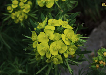 CANSIGLIO (TV-BL): UN FINE SETTIMANA PER IMPARARE DALLA NATURA