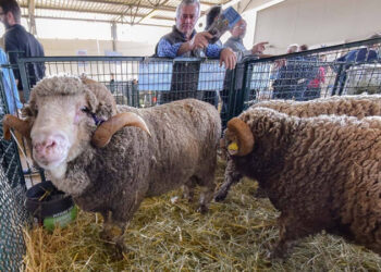 CIBI SINTETICI, FLUSSI LAVORATORI STRANIERI – MINISTRO LOLLOBRIGIDA (AGRICOLTURA) E CALDERONE (LAVORO) ALL’INAUGURAZIONE