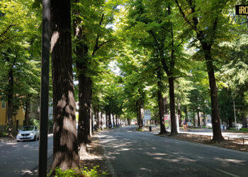 PADOVA, ABBATTIMENTO DI CENTINAIA DI ALBERI LUNGO IL PERCORSO SIR3: IN VIA MORGAGNI SCOMPARIRANNO QUASI TUTTI I TIGLI?