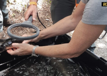 VENETO, SALVAGUARDIA BIODIVERSITÀ E RIPOPOLAMENTO DELLO STORIONE COBICE