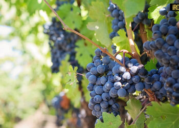 EXPORT VITIVINICOLO: VENETO LEADER IN ITALIA CON 2,84 MILIARDI DI EURO NEL 2022