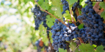 EXPORT VITIVINICOLO: VENETO LEADER IN ITALIA CON 2,84 MILIARDI DI EURO NEL 2022