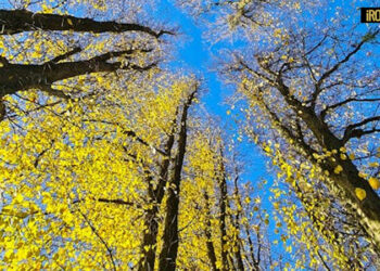 VERDE URBANO, LIPU SCRIVE AD ANCI: PESSIMA GESTIONE E COSTANTI VIOLAZIONI DI LEGGE CONTRO GLI ALBERI. I COMUNI CAMBINO STRADA