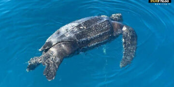 TARTARUGA LIUTO SENZA VITA NEL MARE DELLA VERSILIA