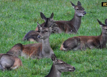 RADIOCOLLARI APPLICATI SU DIECI ESEMPLARI DI CERVE IN CANSIGLIO