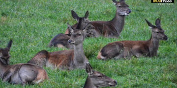 RADIOCOLLARI APPLICATI SU DIECI ESEMPLARI DI CERVE IN CANSIGLIO