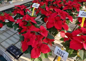 IL 29 NOVEMBRE “GIORNATA TECNICA POINSETTIA 2024” AL CENTRO SPERIMENTALE ORTOFLORICOLO “PO DI TRAMONTANA” DI PADOVA