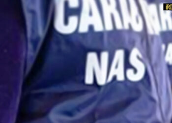 CONTRASTO ALLA PESTE SUINA AFRICANA: TROVATE CARNI PRIVE DI TRACCIABILITÀ