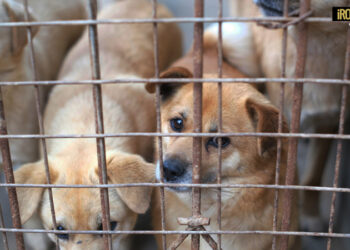 MALTRATTAMENTO DI ANIMALI: 26 CANI SEQUESTRATI DAI CARABINIERI FORESTALE DI RIETI