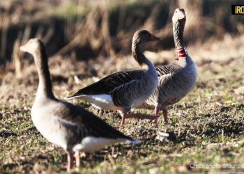 CENSIMENTO DEGLI UCCELLI ACQUATICI SVERNANTI CON VENETO AGRICOLTURA