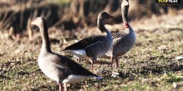 CENSIMENTO DEGLI UCCELLI ACQUATICI SVERNANTI CON VENETO AGRICOLTURA
