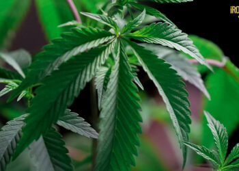 ESEGUITO IL SEQUESTRO SU 610 CHILI DI MARIJUANA ILLECITAMENTE VENDUTA