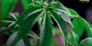 ESEGUITO IL SEQUESTRO SU 610 CHILI DI MARIJUANA ILLECITAMENTE VENDUTA