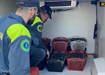 SEQUESTRATI 470 KG DI VONGOLE VERACI PRIVE DI TRACCIABILITÀ SANITARIA