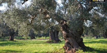 FESTA DELLA GUIDA AGLI EXTRAVERGINI DI SLOW FOOD ITALIA AD ASCOLI PICENO: L’11 E 12 APRILE GIORNATE DEDICATE ALL’OLIO