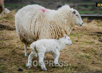 SGOZZAMENTO DI 500 AGNELLI PER LA FESTA MUSULMANA, PROTESTE ANIMALISTE