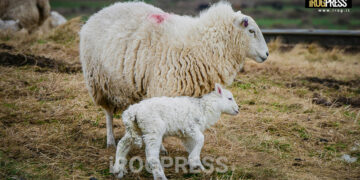 SGOZZAMENTO DI 500 AGNELLI PER LA FESTA MUSULMANA, PROTESTE ANIMALISTE