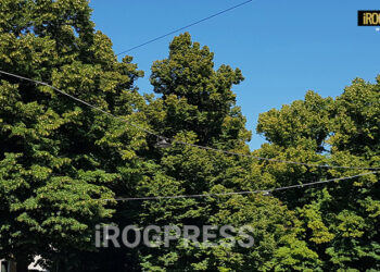 PADOVA: RIVOLTA DEI COMITATI, DISERTANO IL PIANO ALBERI 2.0 “TAGLI DI MASSA MASCHERATI DA VERDE URBANO”. SCOPPIA IL CASO PADOVA?