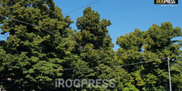 PADOVA: RIVOLTA DEI COMITATI, DISERTANO IL PIANO ALBERI 2.0 “TAGLI DI MASSA MASCHERATI DA VERDE URBANO”. SCOPPIA IL CASO PADOVA?