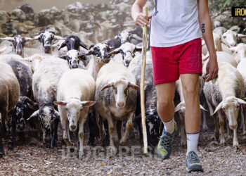 SLOW FOOD ITALIA LANCIA LA SCUOLA PER PASTORIZIA ESTENSIVA: FORMARE PASTORI DEL FUTURO IN ABRUZZO