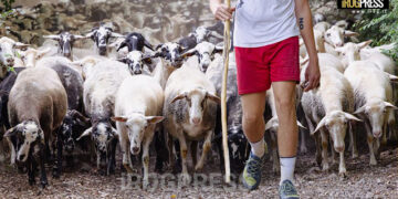 SLOW FOOD ITALIA LANCIA LA SCUOLA PER PASTORIZIA ESTENSIVA: FORMARE PASTORI DEL FUTURO IN ABRUZZO