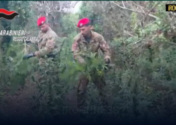 SCOPERTA MAXI PIANTAGIONE DI MARIJUANA: OLTRE 2.000 PIANTE SEQUESTRATE A NICOTERA, DUE ARRESTI