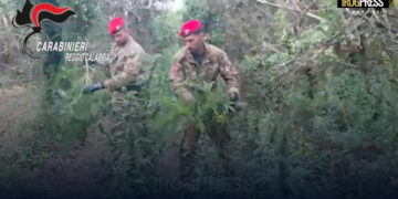 SCOPERTA MAXI PIANTAGIONE DI MARIJUANA: OLTRE 2.000 PIANTE SEQUESTRATE A NICOTERA, DUE ARRESTI