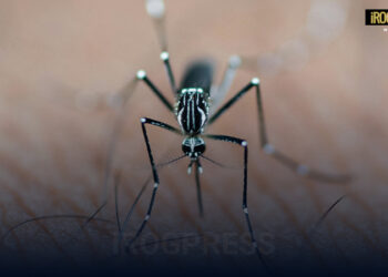 ARBOVIROSI. PRIMO CASO AUTOCTONO DI CHIKUNGUNIA IN VENETO. IN CORSO APPROFONDIMENTI EPIDEMIOLOGICI: “NON SI TRASMETTE DA UOMO A UOMO”