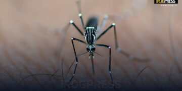 ARBOVIROSI. PRIMO CASO AUTOCTONO DI CHIKUNGUNIA IN VENETO. IN CORSO APPROFONDIMENTI EPIDEMIOLOGICI: “NON SI TRASMETTE DA UOMO A UOMO”