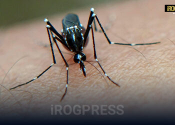 CASO AUTOCTONO DI DENGUE A BRENDOLA. IN CORSO GLI APPROFONDIMENTI EPIDEMIOLOGICI