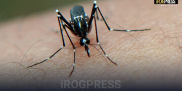 CASO AUTOCTONO DI DENGUE A BRENDOLA. IN CORSO GLI APPROFONDIMENTI EPIDEMIOLOGICI