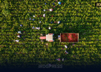 DECRETO LEGGE 146/2025: NUOVE REGOLE PER INGRESSI E LAVORO DEI CITTADINI STRANIERI IN ITALIA